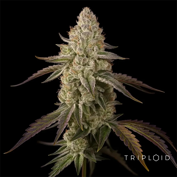 Banana Velvet Og Triploid de  en GB Lleida