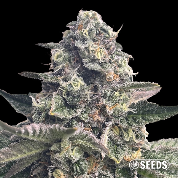 Banana Kush Regular de GB Seeds en GB Lleida