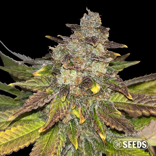 Wedding Cake Regular de GB Seeds en GB Lleida