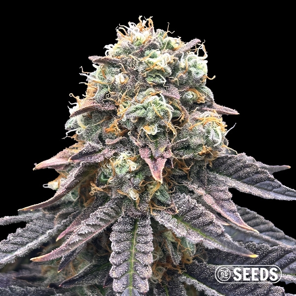 Mimosa Regular de GB Seeds en GB Lleida