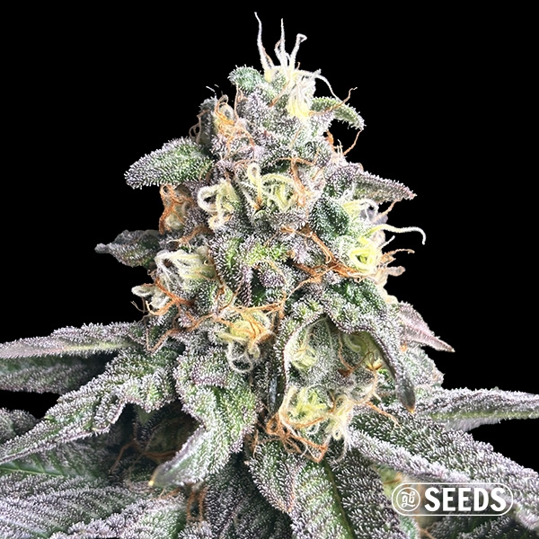 Zkittlez Regular de GB Seeds en GB Lleida