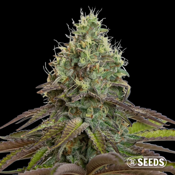 Purple Haze Feminizada a Granel de GB Seeds en GB Lleida