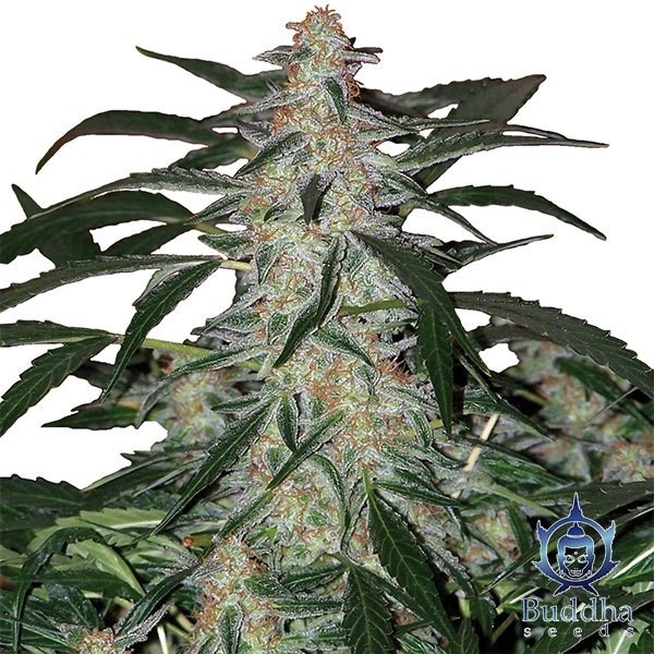 Deimos de Buddha Seeds en GB Lleida