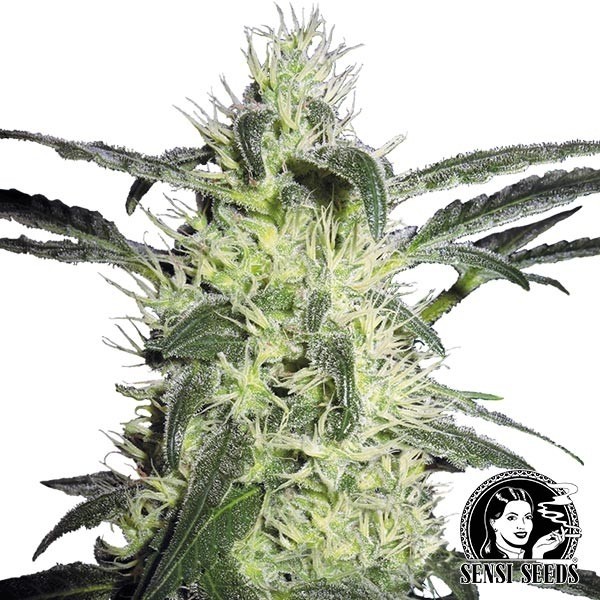 Silver Haze regular de Sensi Seeds en GB Lleida