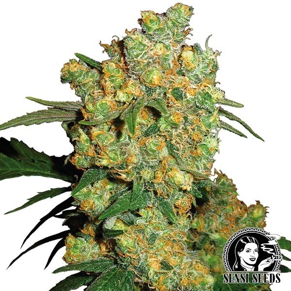 Big Bud regular de Sensi Seeds en GB Lleida