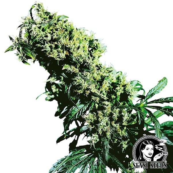 Northern lights 5 x Haze regular de Sensi Seeds en GB Lleida