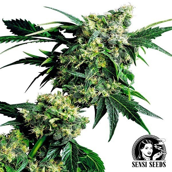 Mr.Nice G13 x Hash Plant regular de Sensi Seeds en GB Lleida