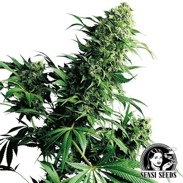 Shiva Shanti regular de Sensi Seeds en GB Lleida