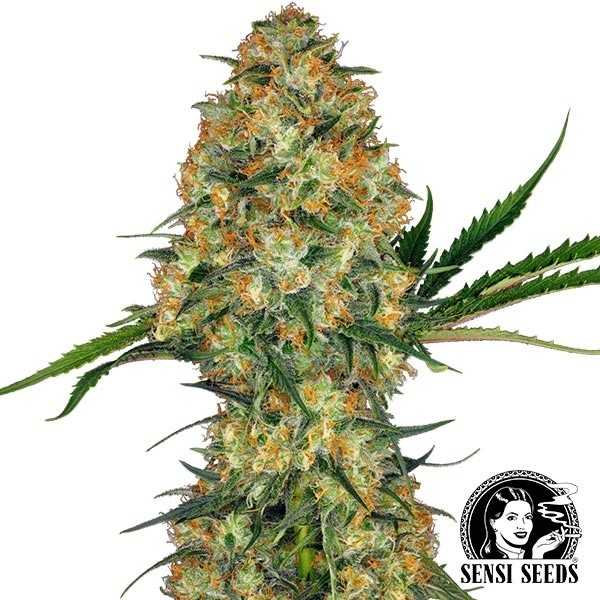 Hindu Kush Regular de Sensi Seeds en GB Lleida