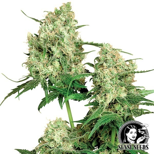 Maple Leaf Indica regular de Sensi Seeds en GB Lleida
