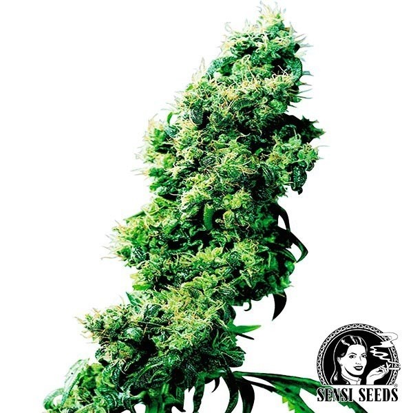 Four Way regular de Sensi Seeds en GB Lleida