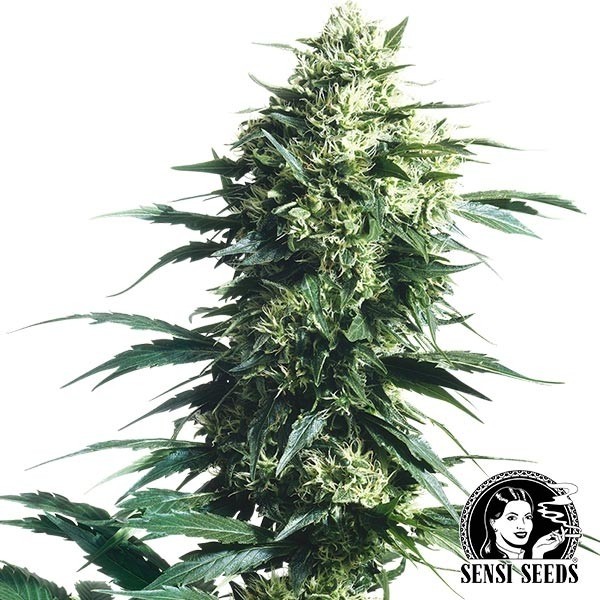 Mother's Finest Regular de Sensi Seeds en GB Lleida