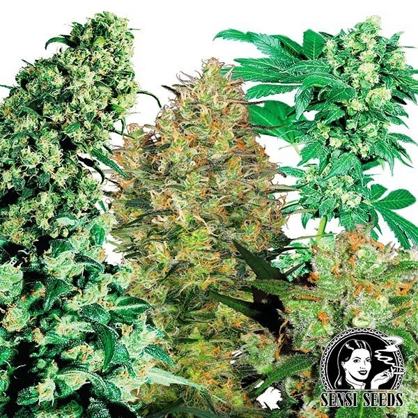Indoor Mix regular de Sensi Seeds en GB Lleida