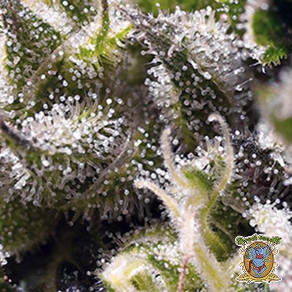 Cream Caramel Auto de Sweet Seeds en GB Lleida