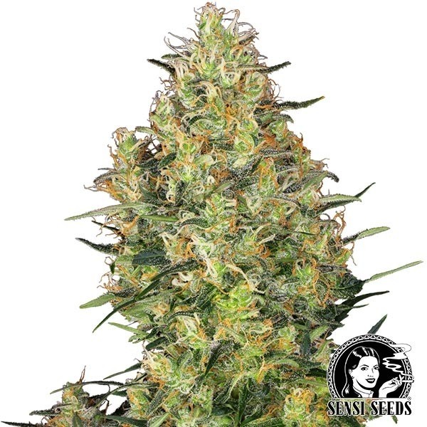 Shiva Skunk regular de Sensi Seeds en GB Lleida