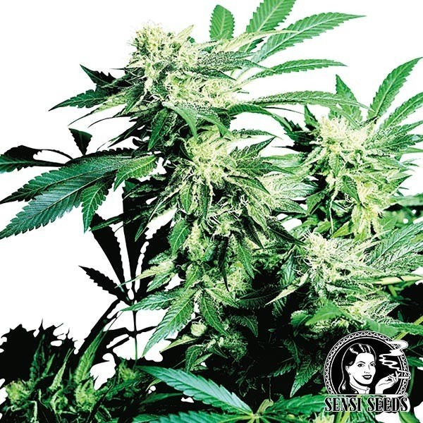 Skunk Kush regular de Sensi Seeds en GB Lleida