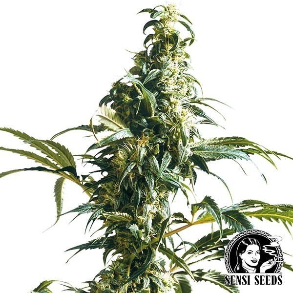 Mexican Sativa Regular de Sensi Seeds en GB Lleida