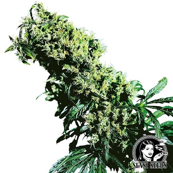 NL5 x Haze de Sensi Seeds en GB Lleida