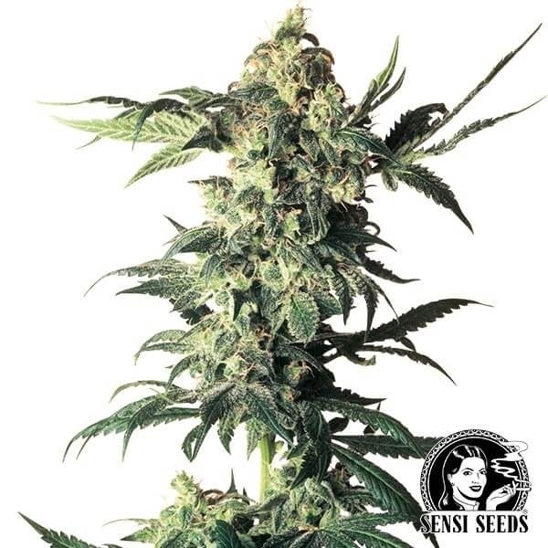 Northern Lights Sensi Seeds de Sensi Seeds en GB Lleida