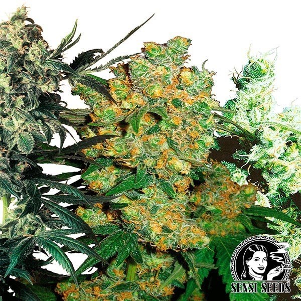Feminized Mix de Sensi Seeds en GB Lleida