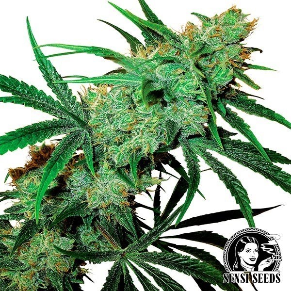 Fruity Juice regular de Sensi Seeds en GB Lleida