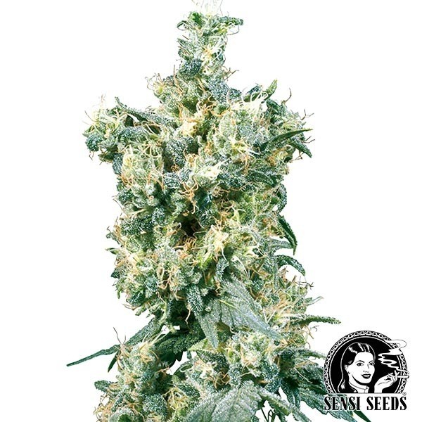 American Dream regular de Sensi Seeds en GB Lleida