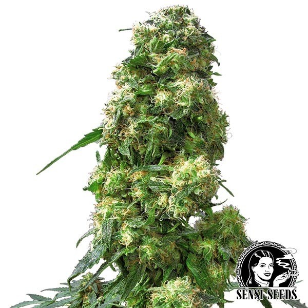 Early Skunk regular de Sensi Seeds en GB Lleida