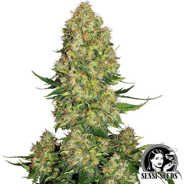Skunk 1 Autofloreciente Sensi Seeds de Sensi Seeds en GB Lleida