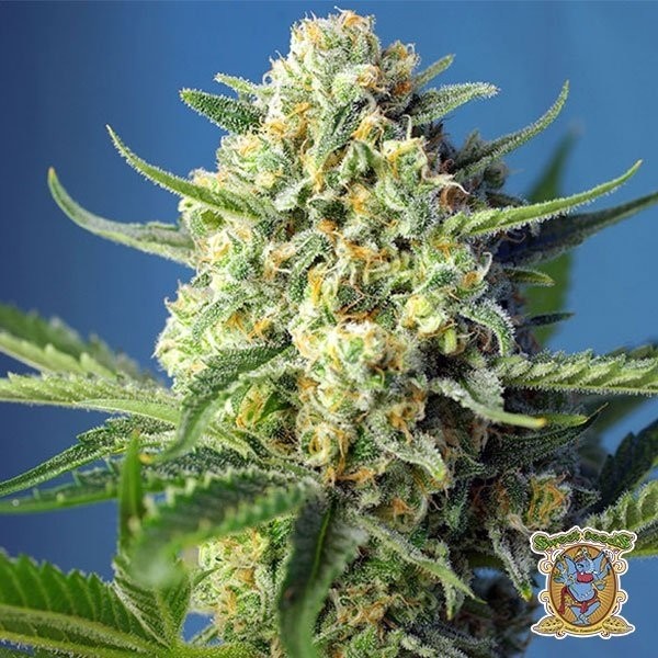 S.A.D. Auto de Sweet Seeds en GB Lleida