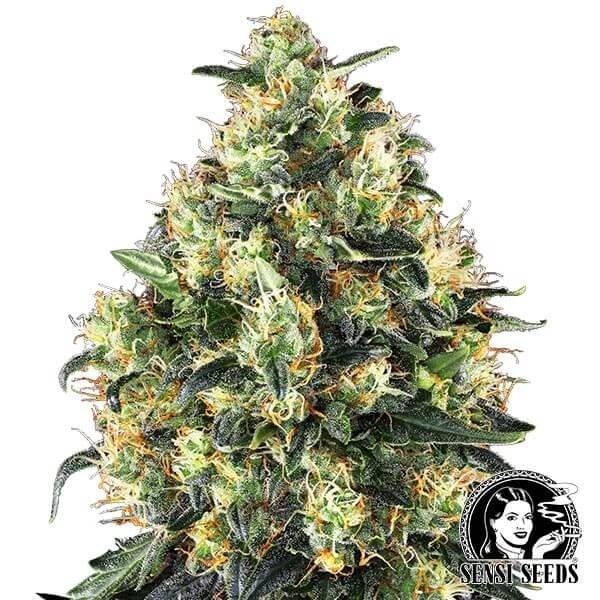 Super Skunk Autofloreciente Sensi Seeds de Sensi Seeds en GB Lleida