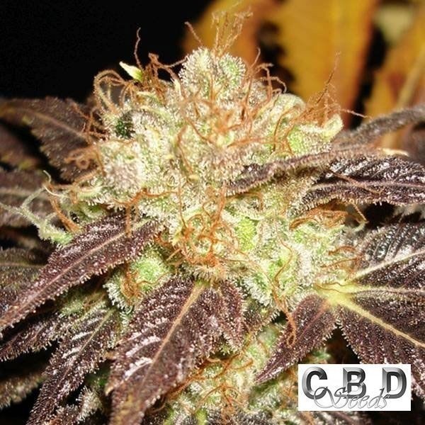 Auto Diesel de CBD Seeds en GB Lleida