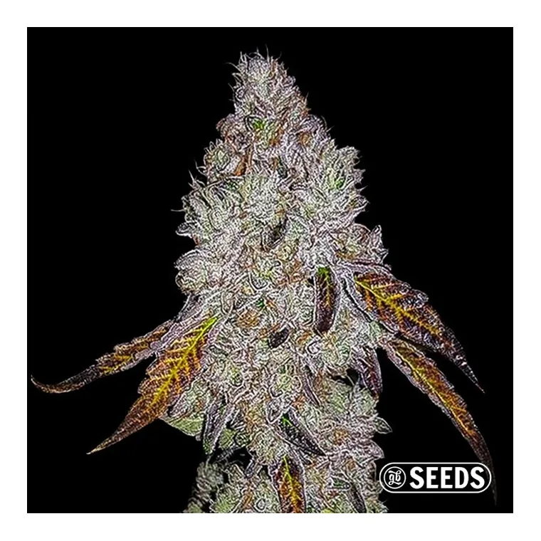 AK GB de GB Seeds en GB Lleida
