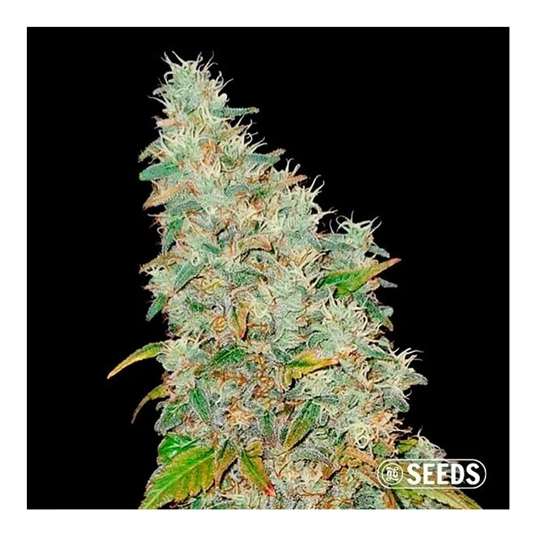 Apple & Banana de GB Seeds en GB Lleida