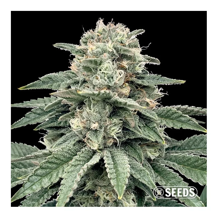 Auto Banana XL CBD de GB Seeds en GB Lleida