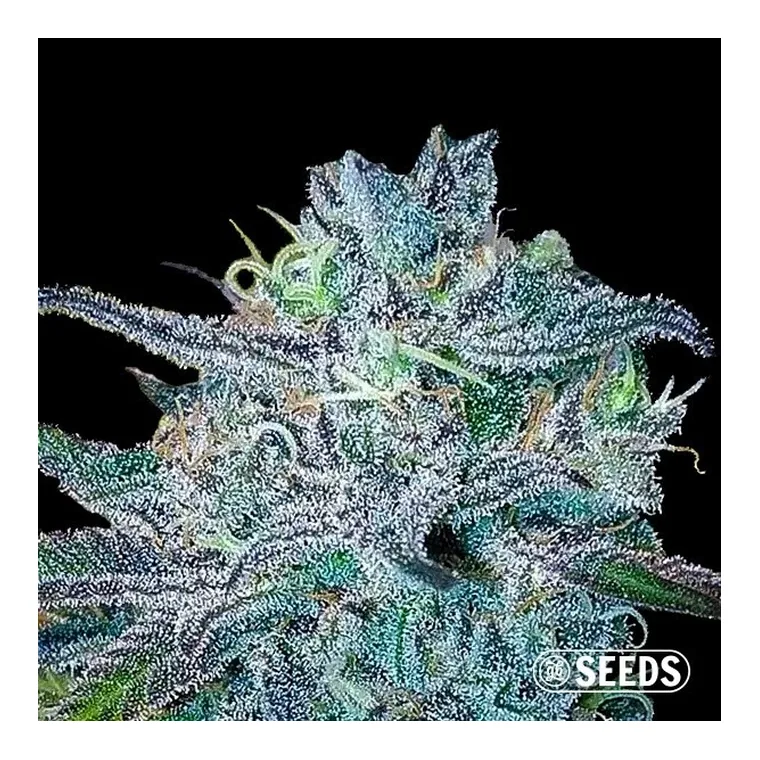 BlueBerry Feminizada a Granel