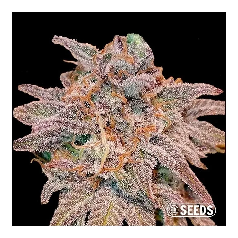 Cheese Feminizada a Granel de GB Seeds en GB Lleida