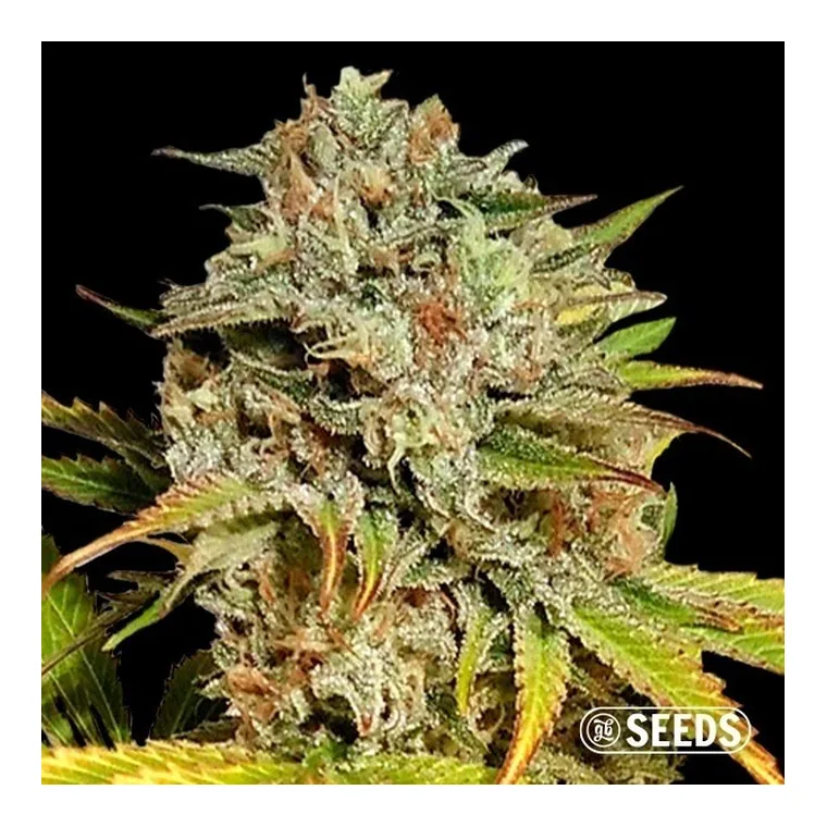 Critical x Somango