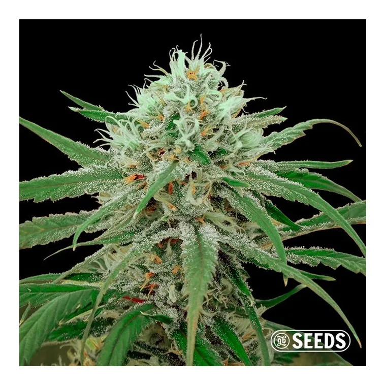 Auto Critical GB XXL de GB Seeds en GB Lleida