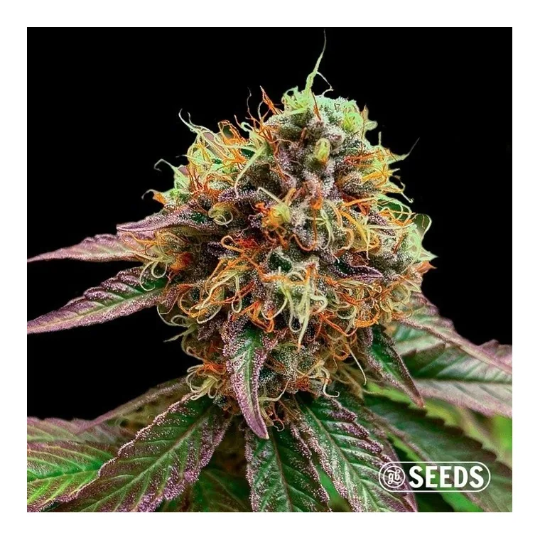 Forbidden Fruit de GB Seeds en GB Lleida