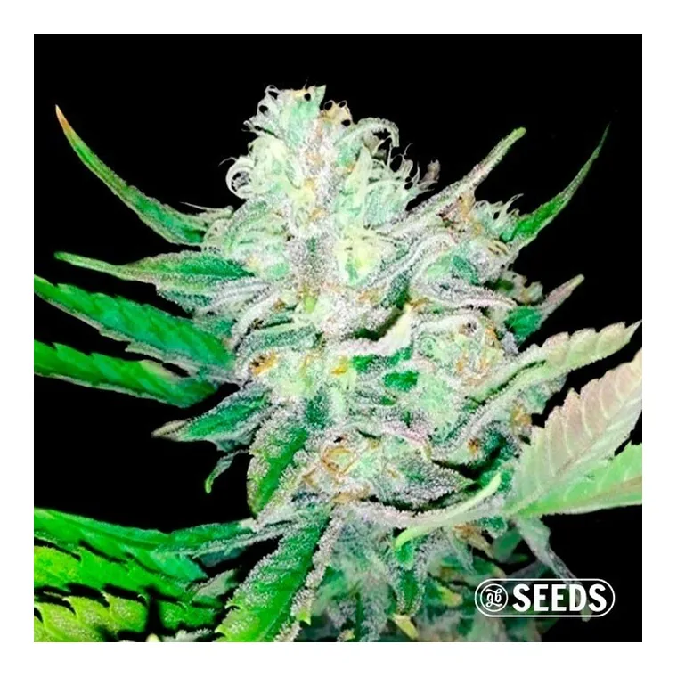 Girl Scout Cookies Feminizada a Granel de GB Seeds en GB Lleida
