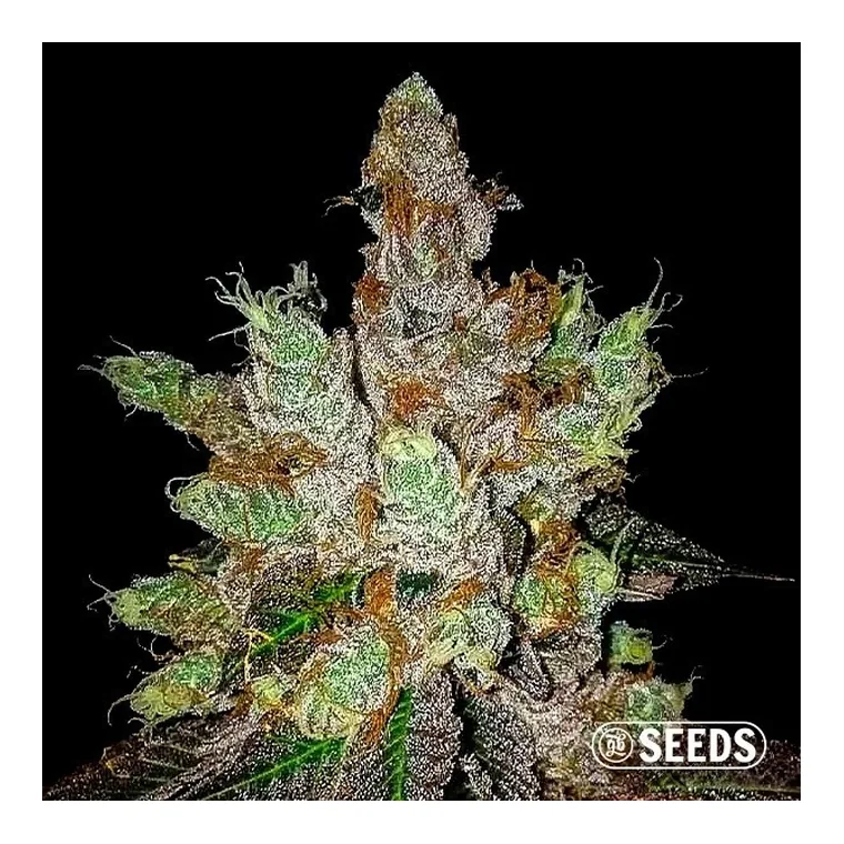 GMO Cookies Feminizada a Granel de GB Seeds en GB Lleida