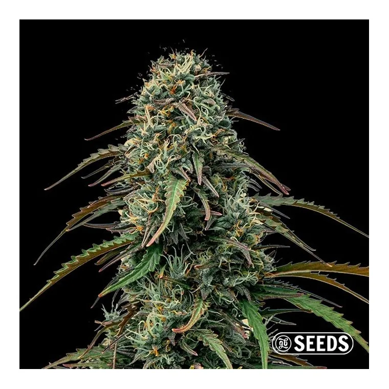 Grape Gas de GB Seeds en GB Lleida