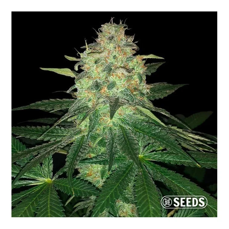 Mamba Negra GB Seeds