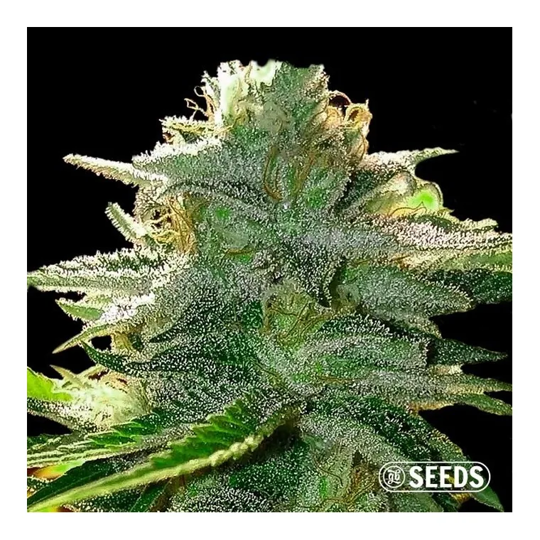 Moby Dick Fast