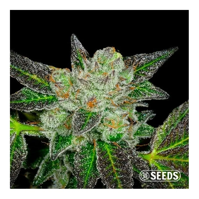 Auto Original GB XXL de GB Seeds en GB Lleida