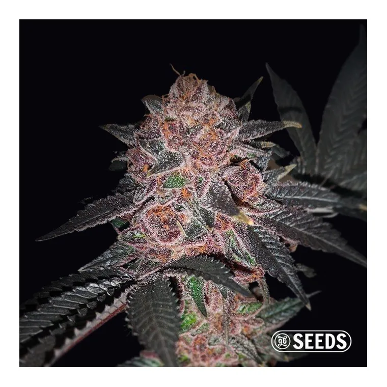 Auto Purple Wookie CBD de GB Seeds en GB Lleida
