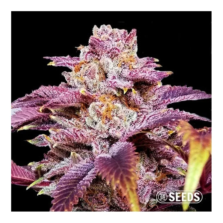 Somango Feminizada a Granel de GB Seeds en GB Lleida