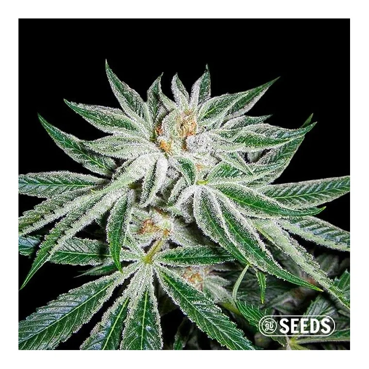 White Widow