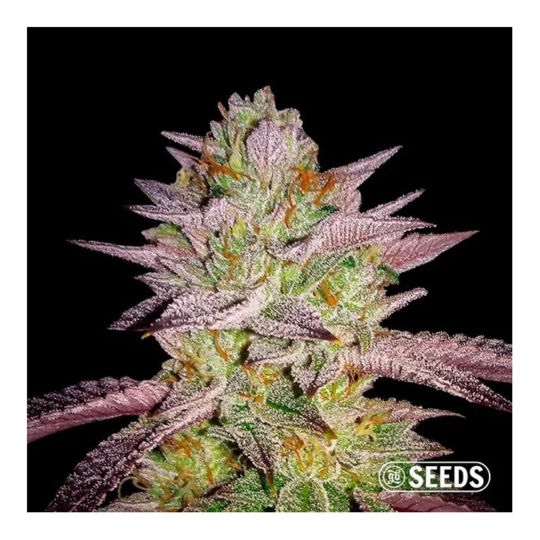 Zkittlez Feminizada a Granel