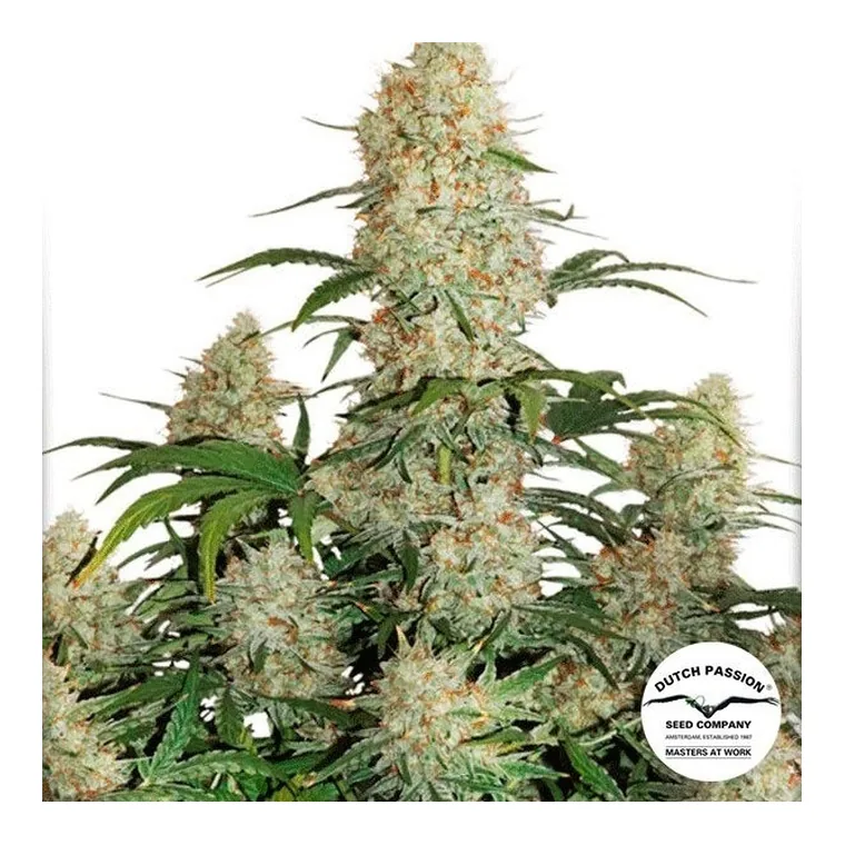Auto Critical Orange Punch de Dutch Passion en GB Lleida